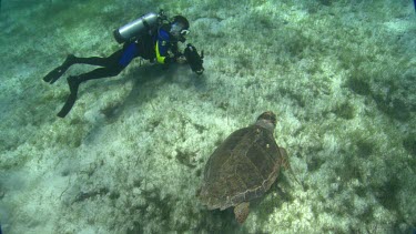 Turtle gets close to divers.