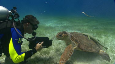 Turtle swims close to divers.