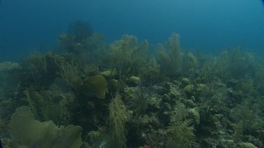 Coral Reefs