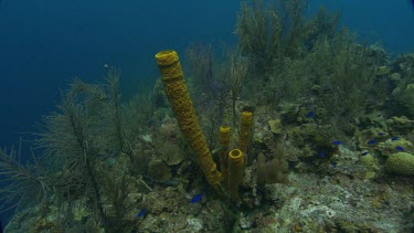 Coral Reefs