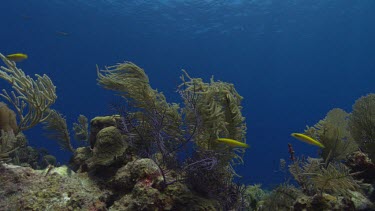Yellow Tube Sponge and French Angelfish