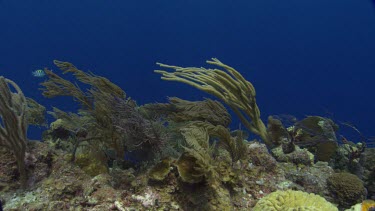 Yellow Tube Sponge and French Angelfish