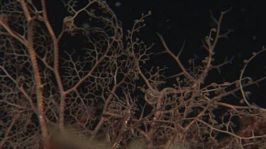 Basket Starfish