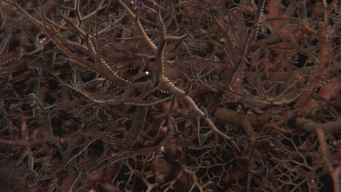 Basket Starfish