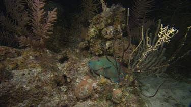 Parrotfish-Stoplight Parrottish