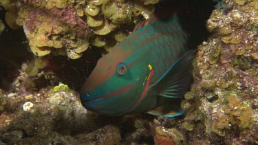 Parrotfish-Stoplight Parrottish