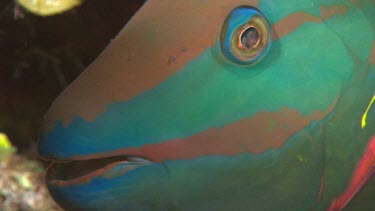 Parrotfish-Stoplight Parrottish