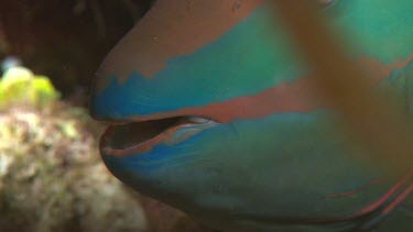 Parrotfish-Stoplight Parrottish