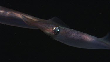 Arrow Squid