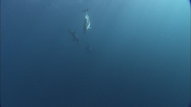 Dolphins swim in the ocean, underwater.