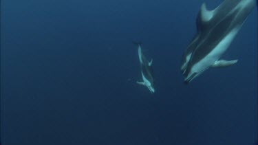 Dolphins swim in the ocean, underwater.
