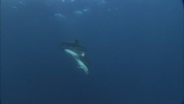 Dolphins swim in the ocean, underwater.