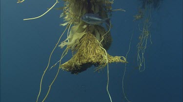 School of fishes swim around seaweed close to surface.
