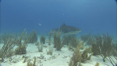 Shark swims on seabed.