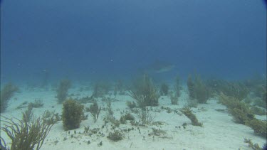 Shark swims on seabed.