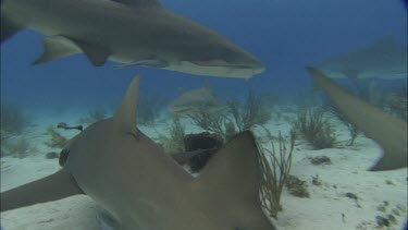 Sharks swim close to divers.