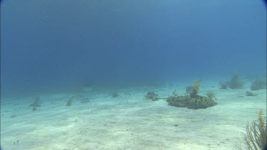 Sharks swim close to divers.