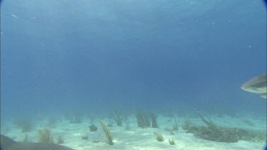 Sharks swim close to divers.