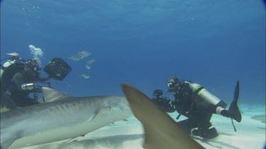 Diver pushes shark away.