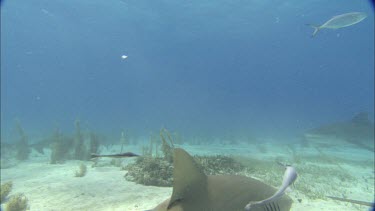 Sharks swim close to divers.