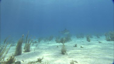 Sharks swim close to divers.