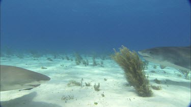 Sharks swim close to divers.