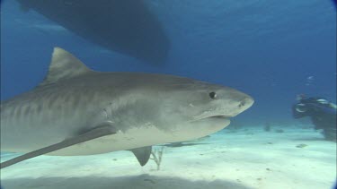 Sharks swim close to divers.