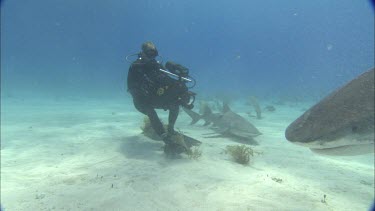 Sharks swim close to divers.