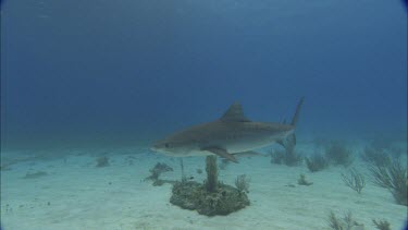 Sharks swim close to divers.