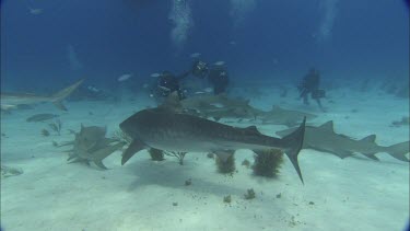 Sharks swim close to divers.