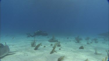 Sharks swim close to divers.