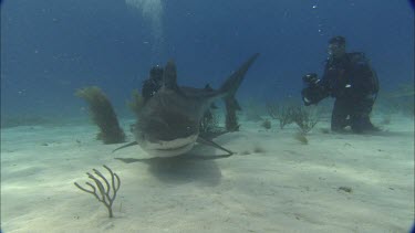 Sharks swim close to divers.