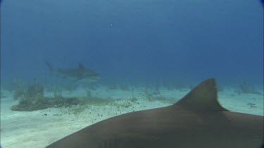 Sharks swim close to divers.