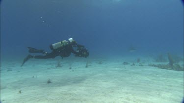 Sharks swim close to divers.