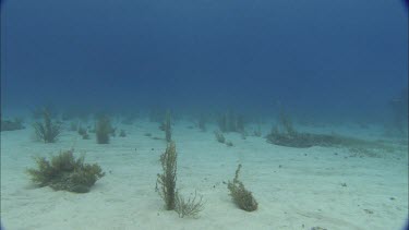 Sharks swim close to divers.