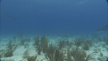 Sharks swim close to divers.