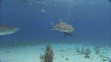 Sharks swim close to divers.