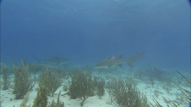 Sharks swims on seabed.