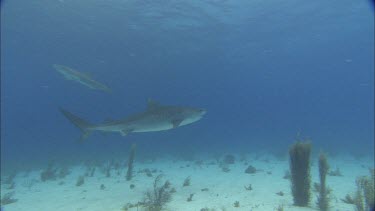 Sharks swims on seabed.