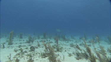 Sharks swims on seabed.