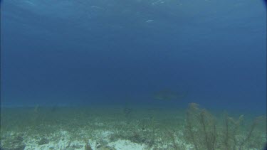 Sharks swims on seabed.