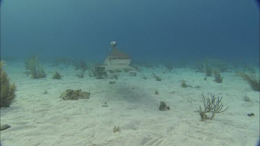 Sharks swims on seabed.