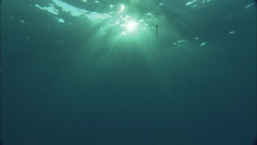 Underwater looking at sun rays.