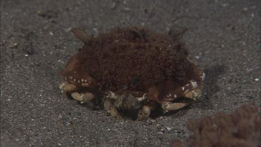 Crab crawling on ocean floor.