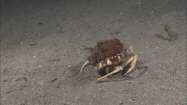 Crab crawling on ocean floor.