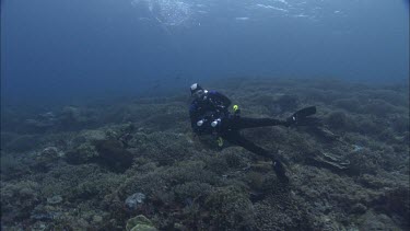 Divers swimming in the ocean.