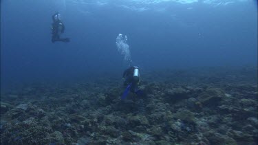 Divers swimming in the ocean.