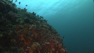 Mantaray swims above coral.