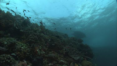 Mantaray swims above coral.