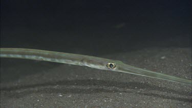 Pipefish on ocean floor